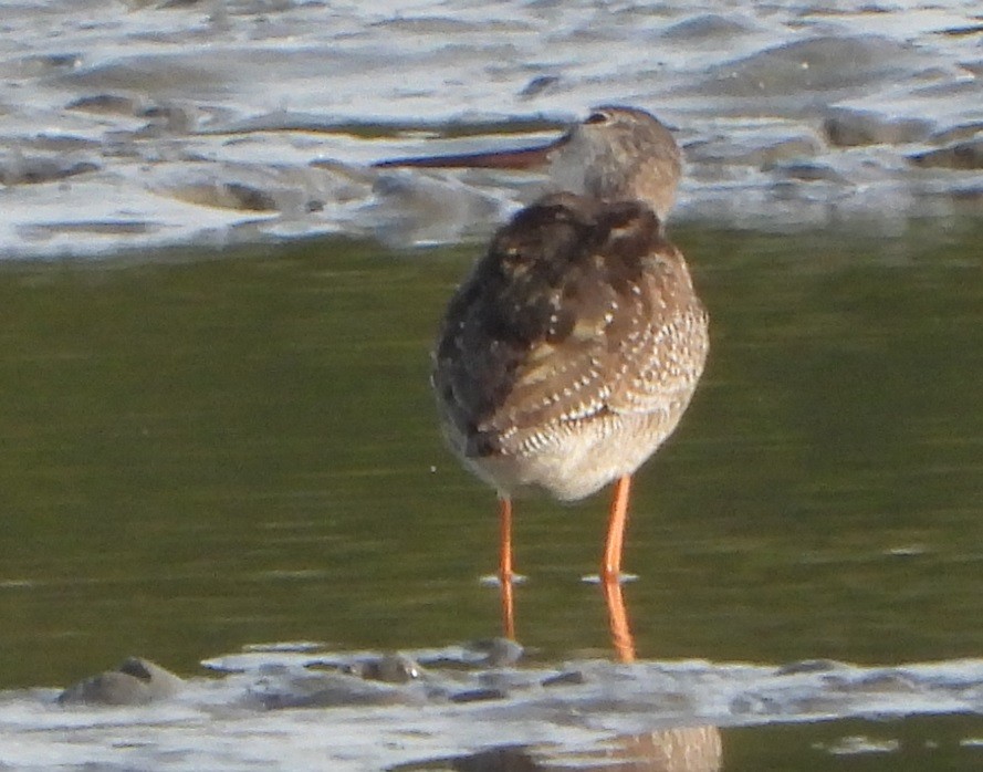 Spotted Redshank - ML609891508