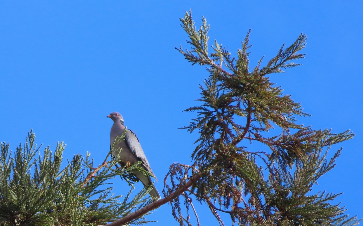 Band-tailed Pigeon - ML609891787