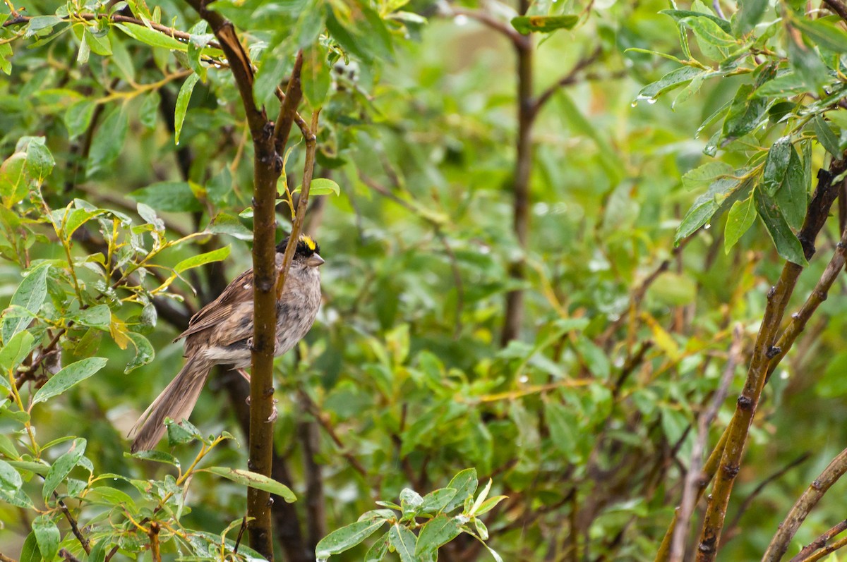Golden-crowned Sparrow - ML609891895