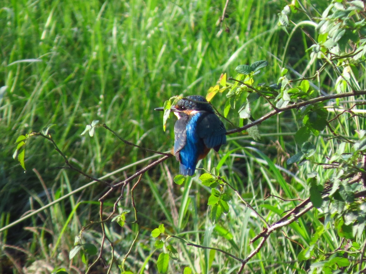 Common Kingfisher - ML609892513