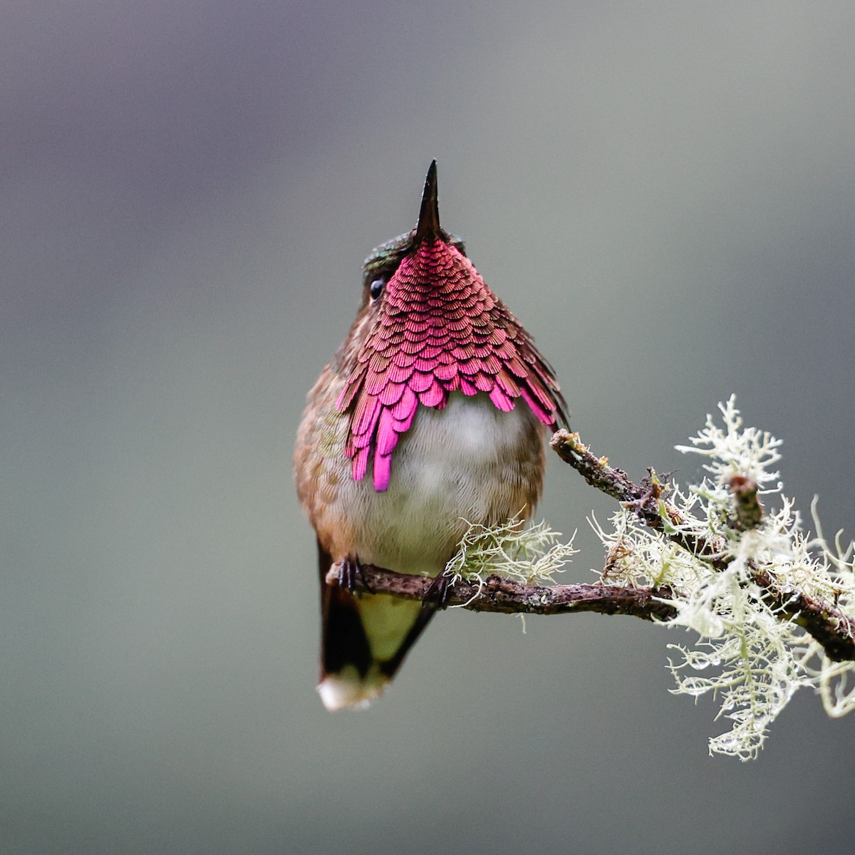 Wine-throated Hummingbird - Juan Degetau Sada