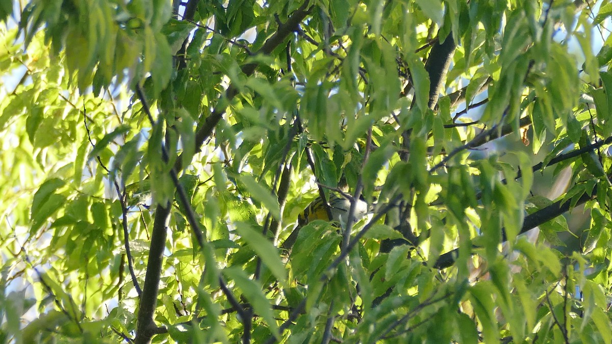Townsend's Warbler - Avery Fish
