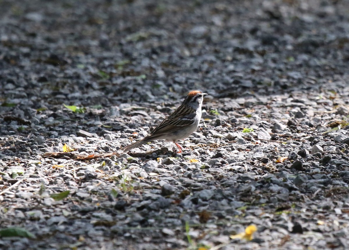 Chipping Sparrow - ML60989371