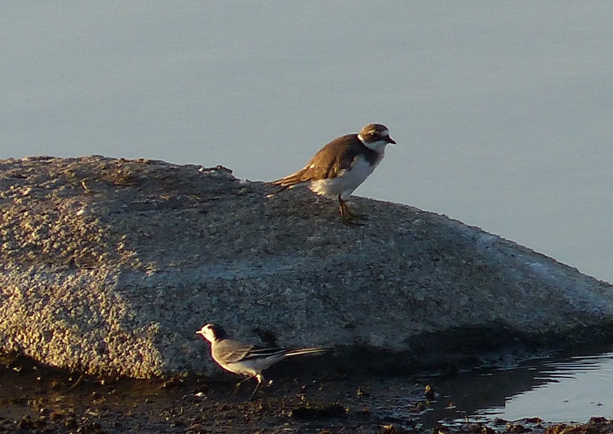 Common Ringed Plover - ML609893826