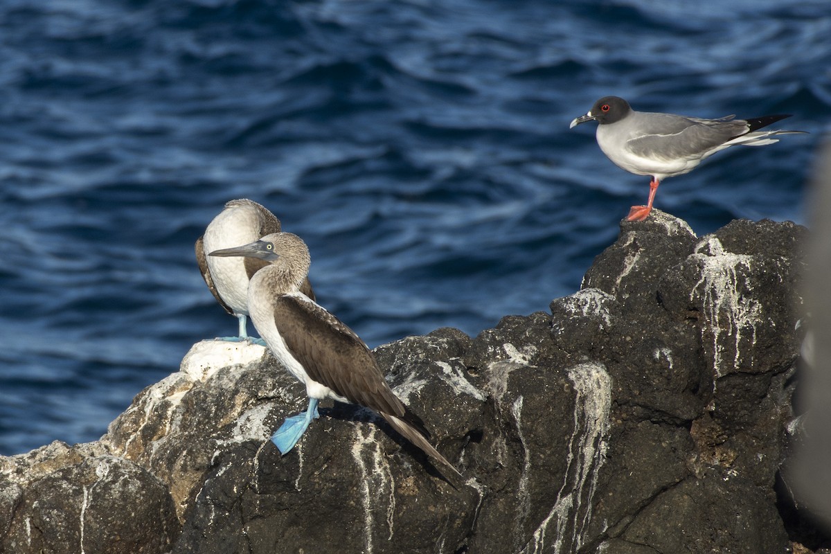Blue-footed Booby - ML609894284