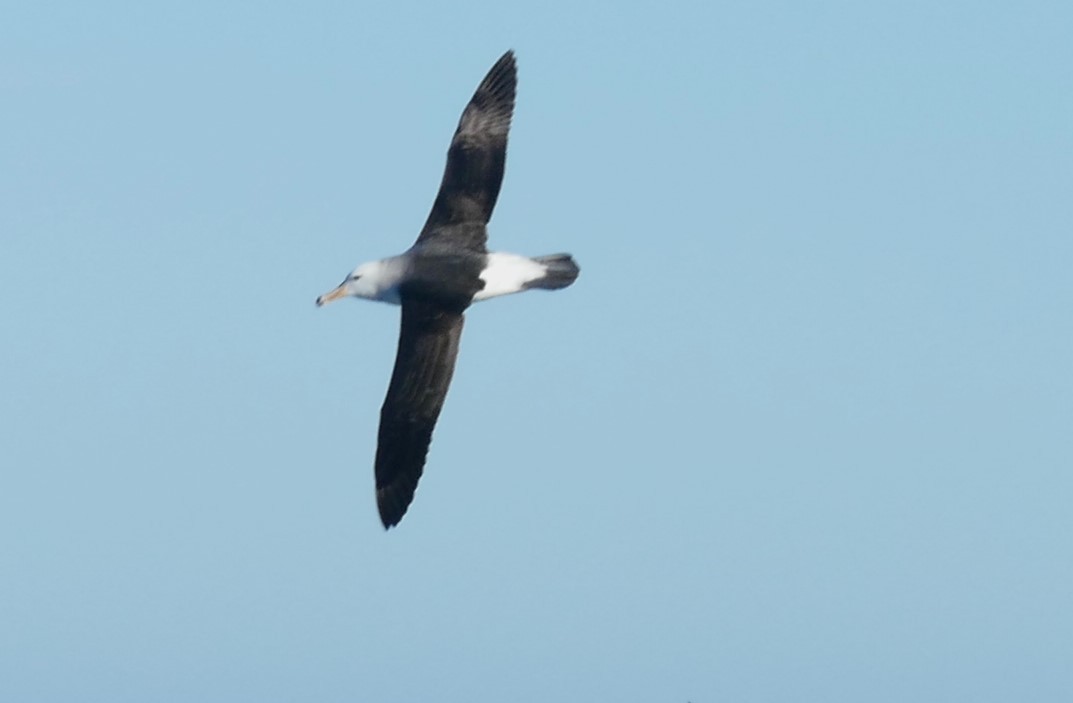Black-browed Albatross (Black-browed) - ML609894375