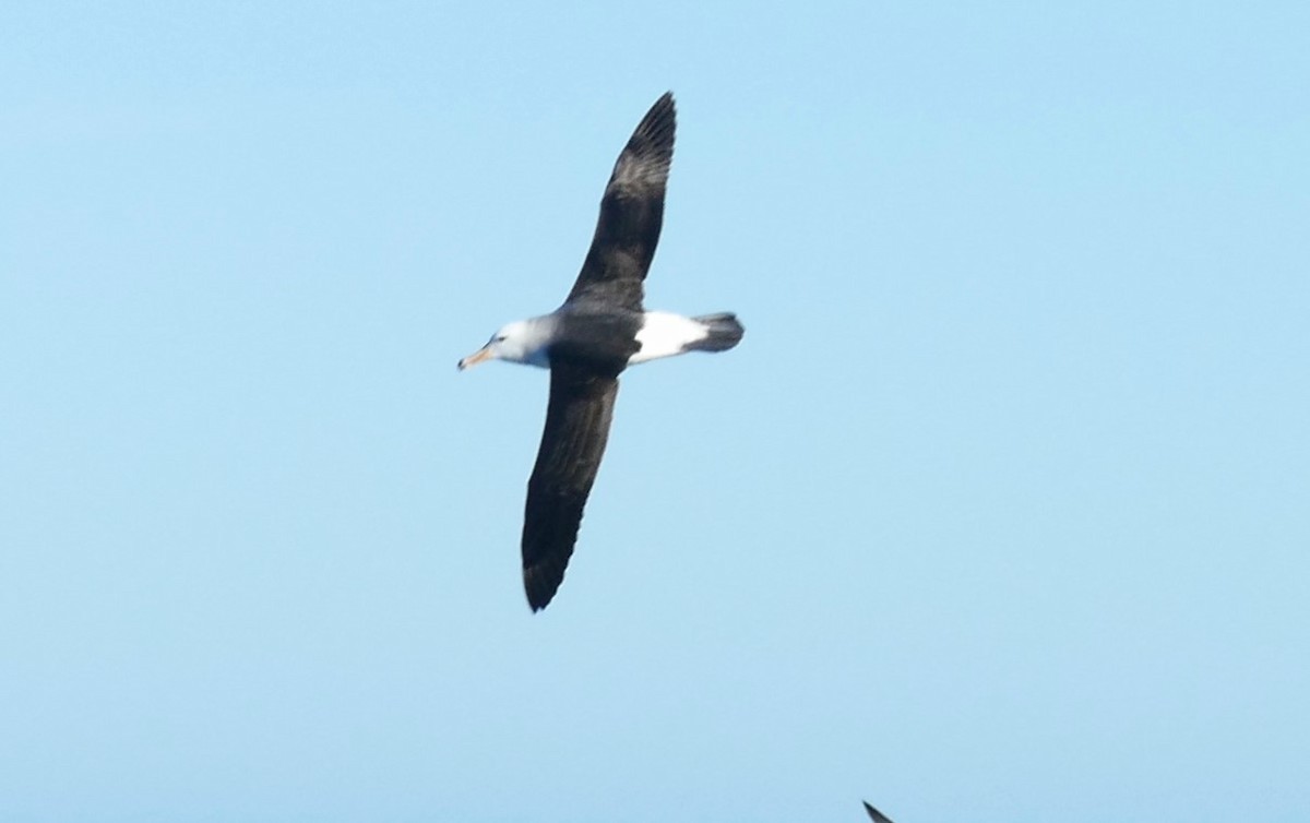 Black-browed Albatross (Black-browed) - ML609894376