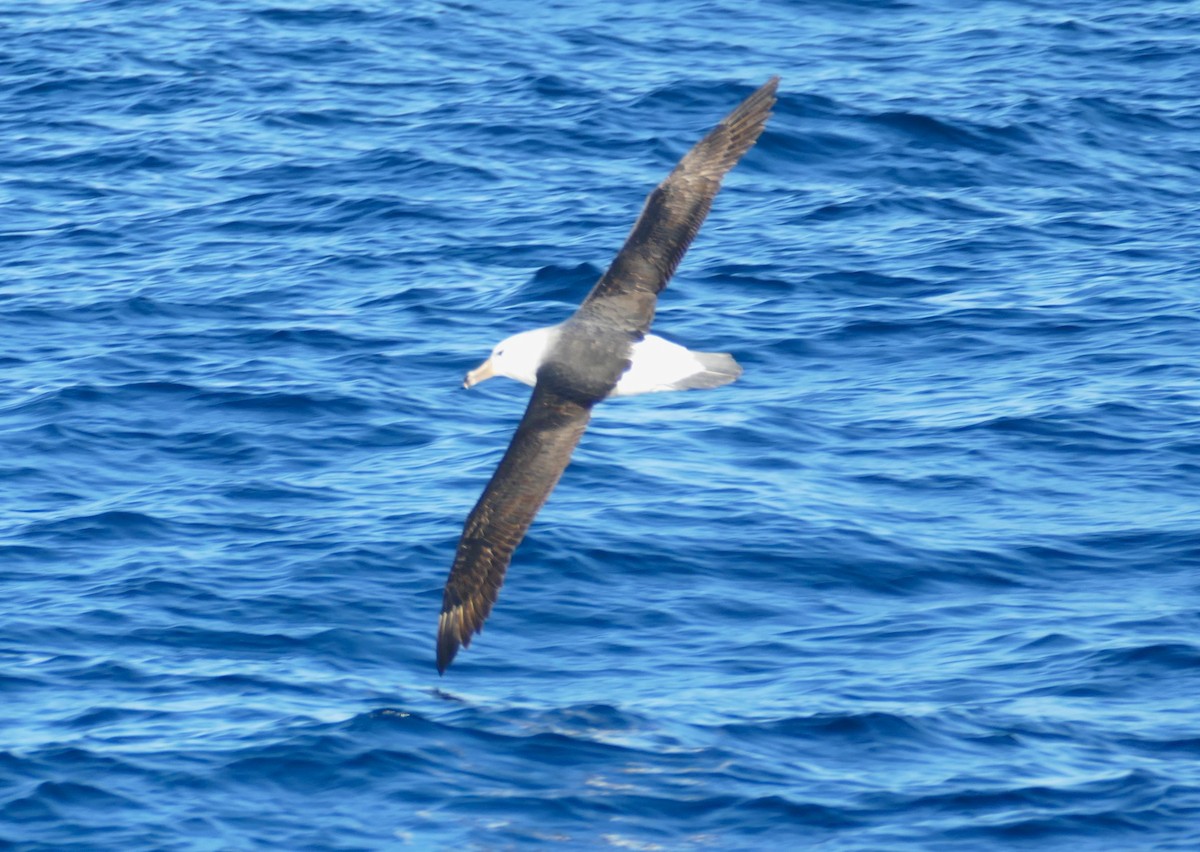 Black-browed Albatross (Black-browed) - ML609894377