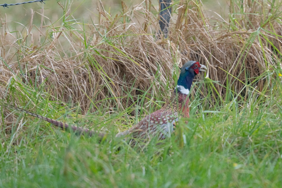 Ring-necked Pheasant - ML609894512