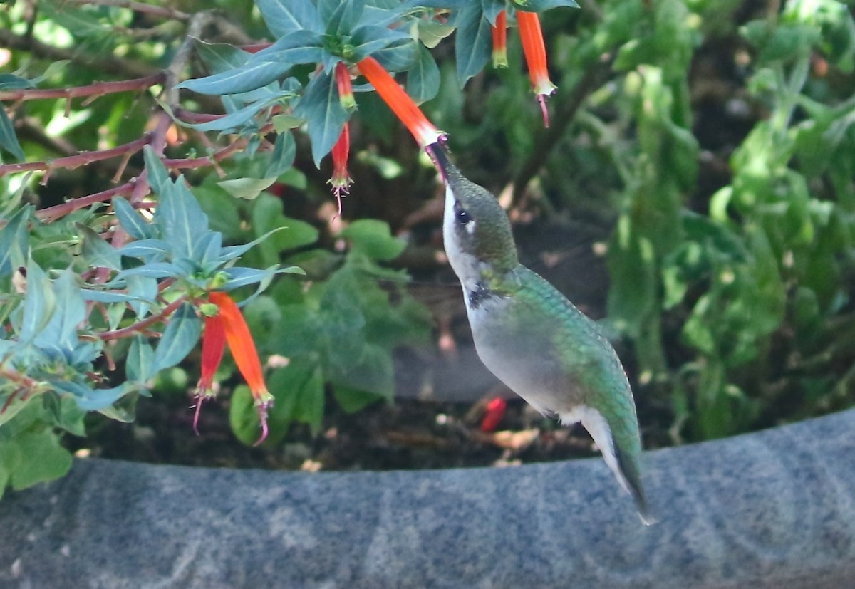 Ruby-throated Hummingbird - Bill Hill
