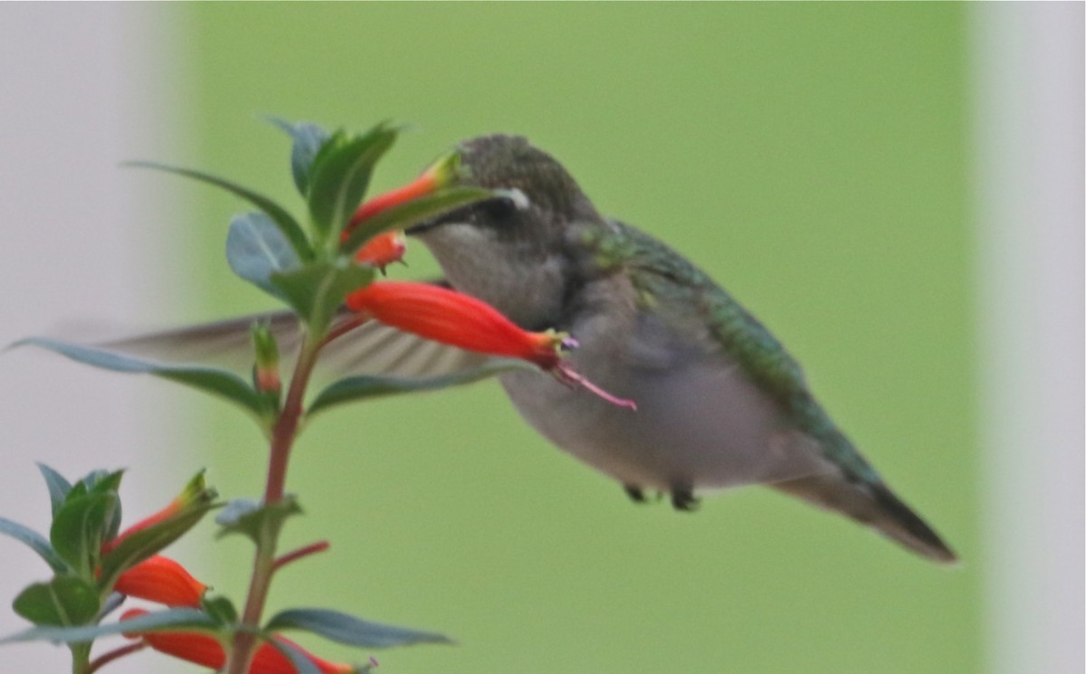 Ruby-throated Hummingbird - ML609894643