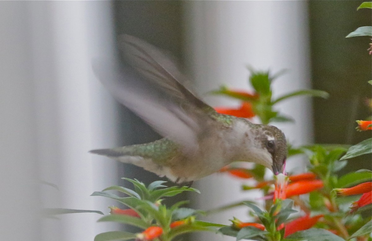 Ruby-throated Hummingbird - ML609894645