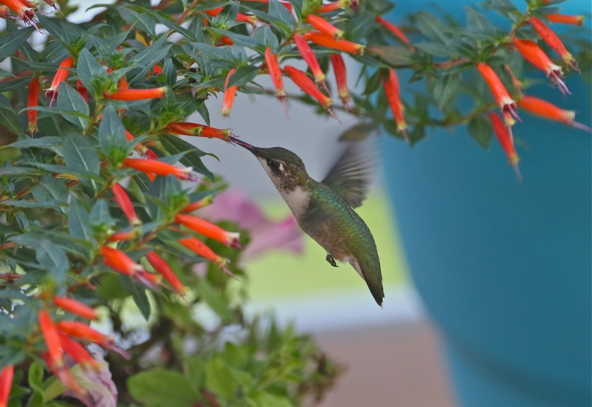 Ruby-throated Hummingbird - ML609894648