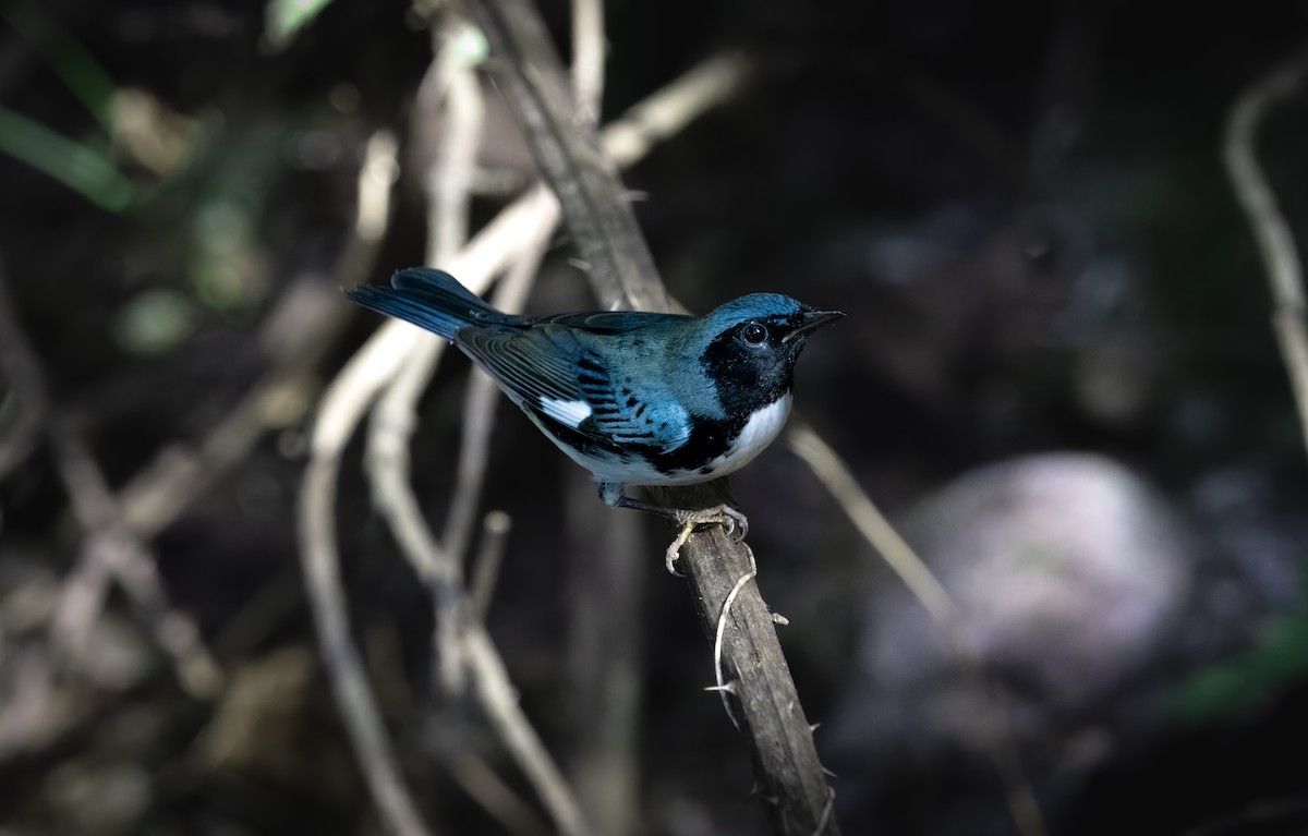 Black-throated Blue Warbler - ML609895122