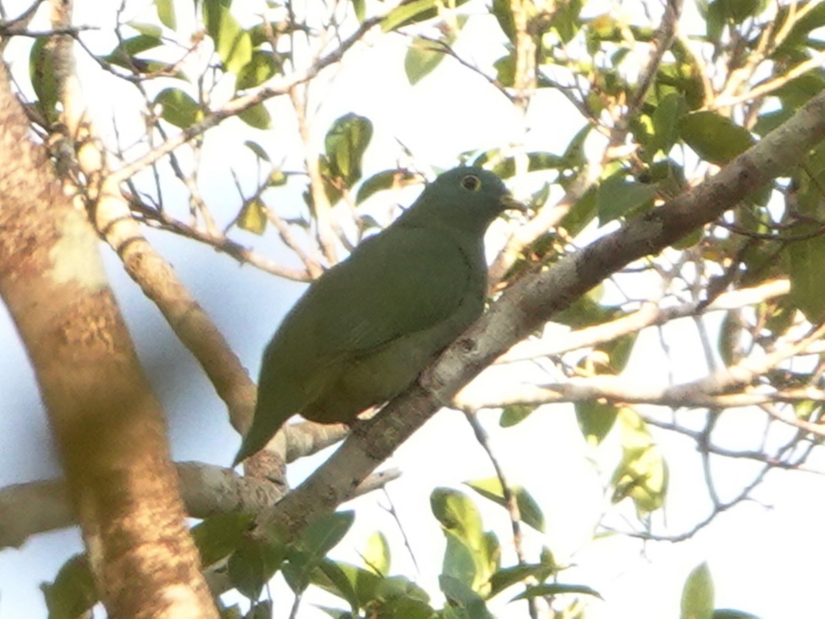 Black-naped Fruit-Dove - Barry Reed