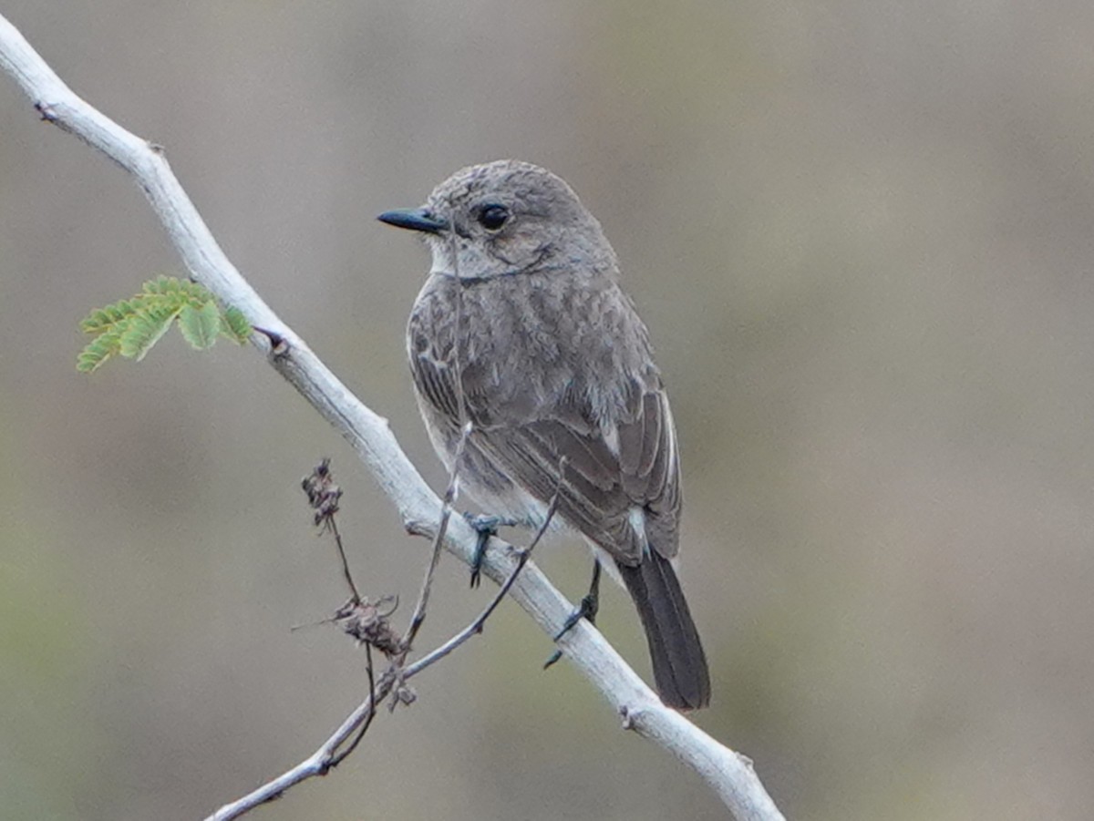 Pied Bushchat - Barry Reed