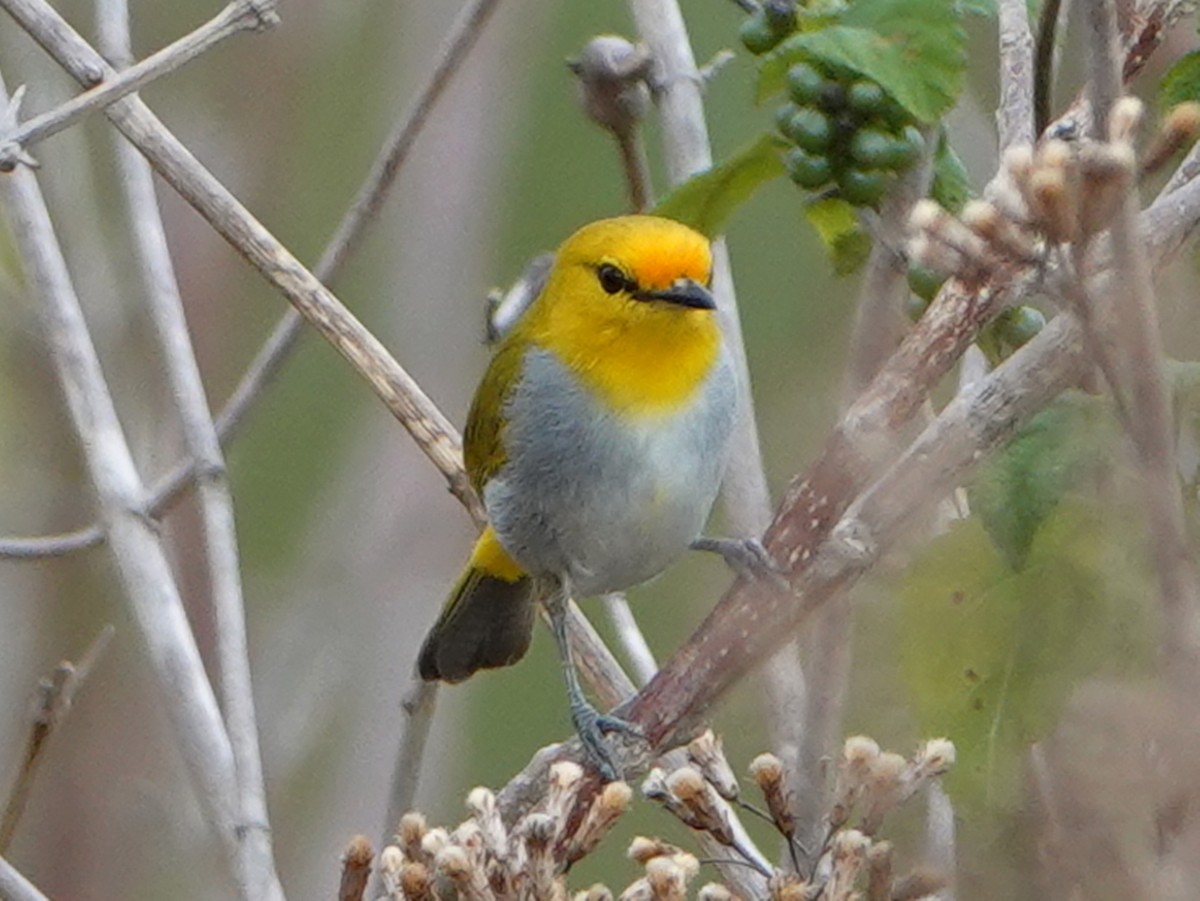 Yellow-spectacled White-eye - Barry Reed