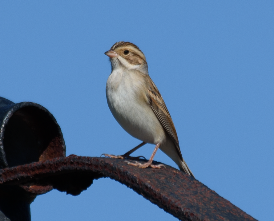 Clay-colored Sparrow - ML609895728