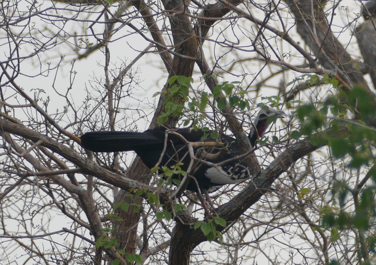 Red-throated Piping-Guan - ML609896710