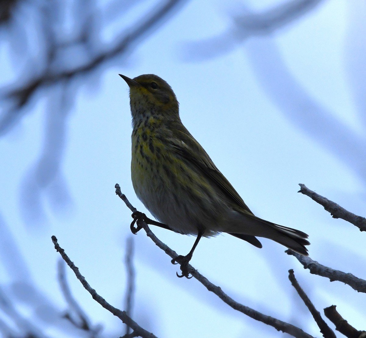 Cape May Warbler - ML609896876