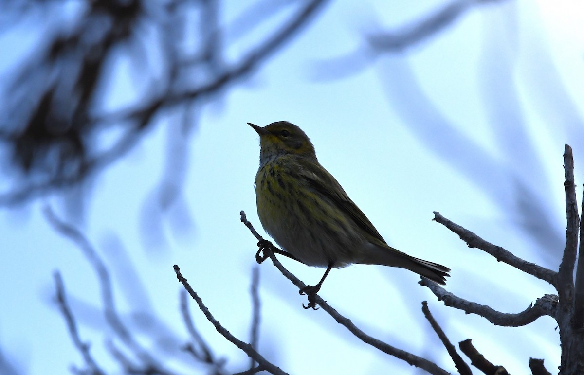 Cape May Warbler - ML609896877