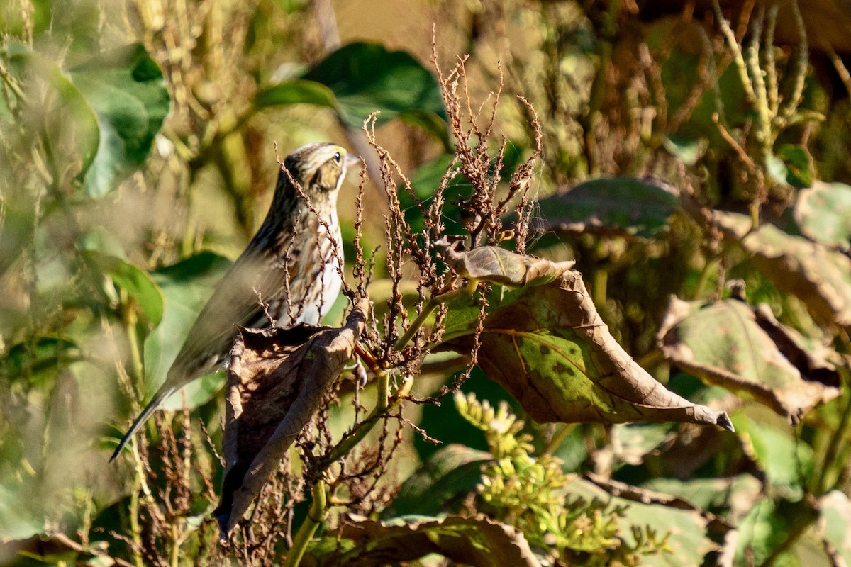Savannah Sparrow - ML609896895