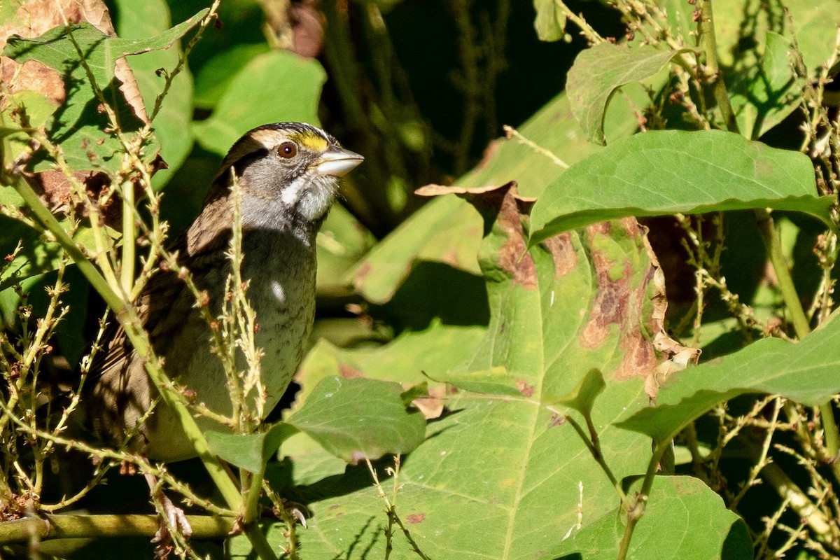 White-throated Sparrow - Steven Szablowski