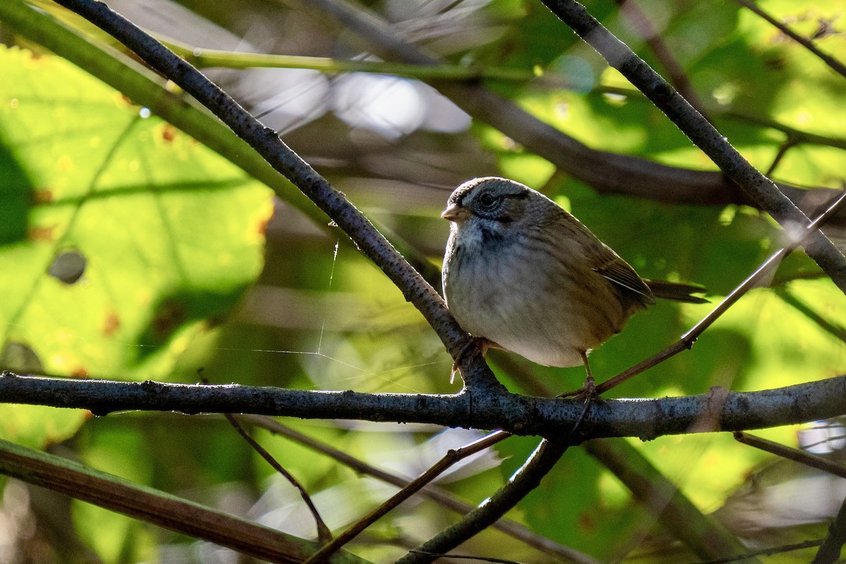 Swamp Sparrow - ML609896981