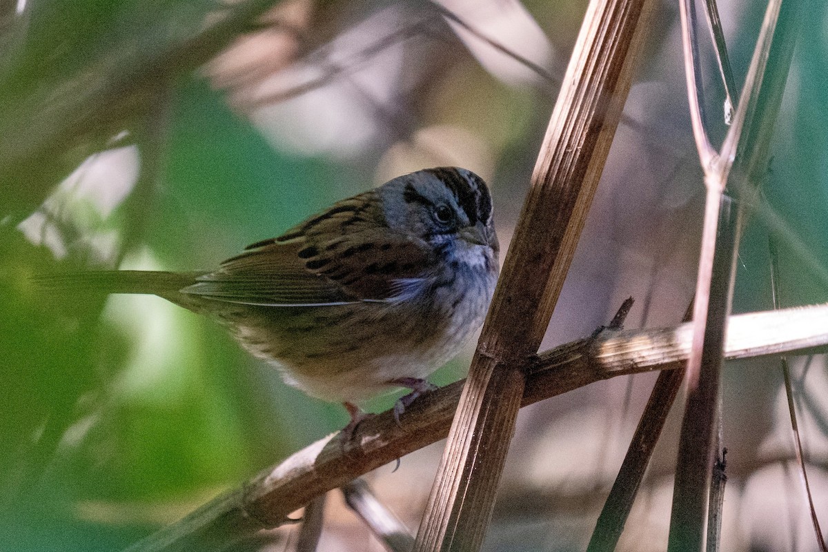 Swamp Sparrow - ML609896983