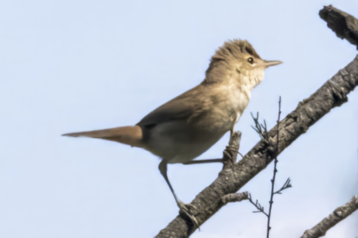 Common Reed Warbler - ML609897095