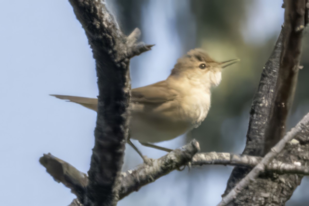 Common Reed Warbler - ML609897096