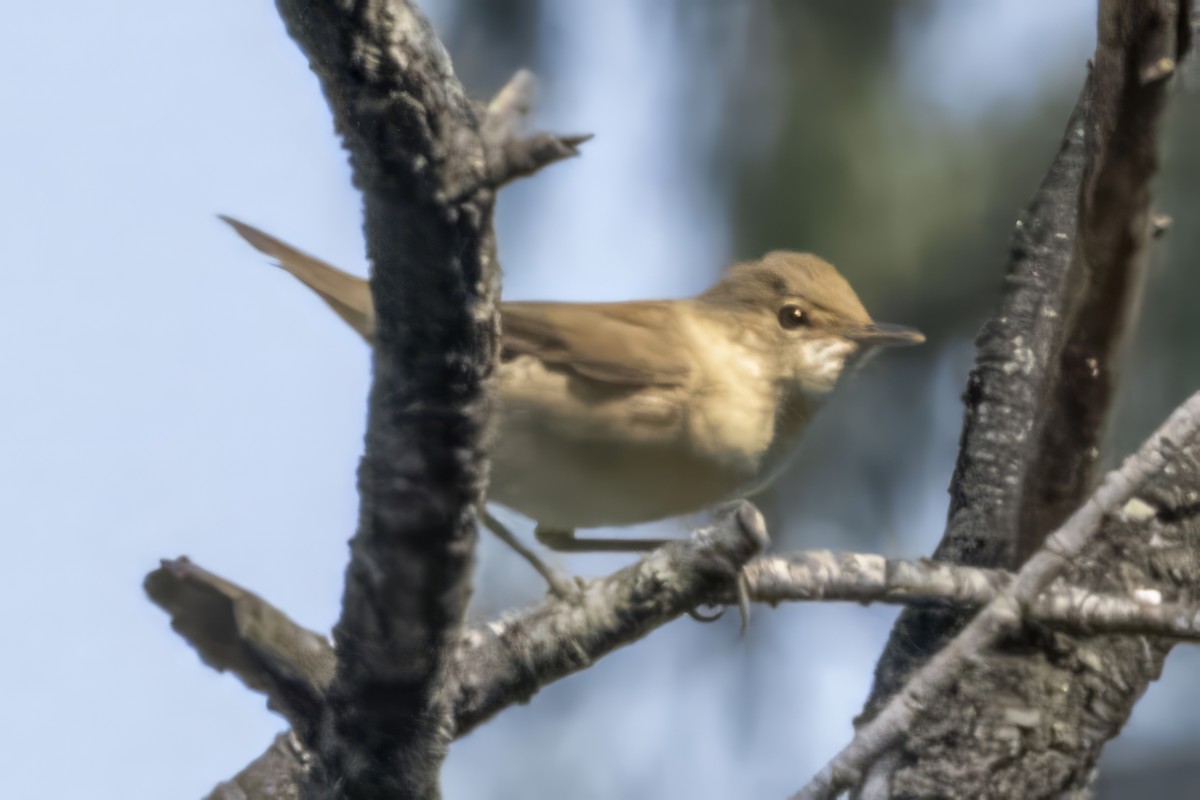 Common Reed Warbler - ML609897097