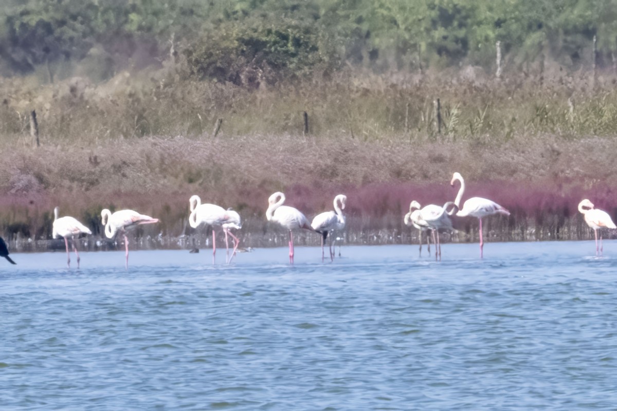 Greater Flamingo - ML609897119