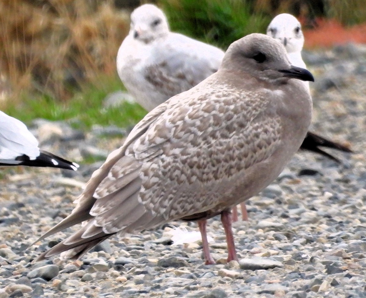 Iceland Gull (Thayer's) - ML609897430