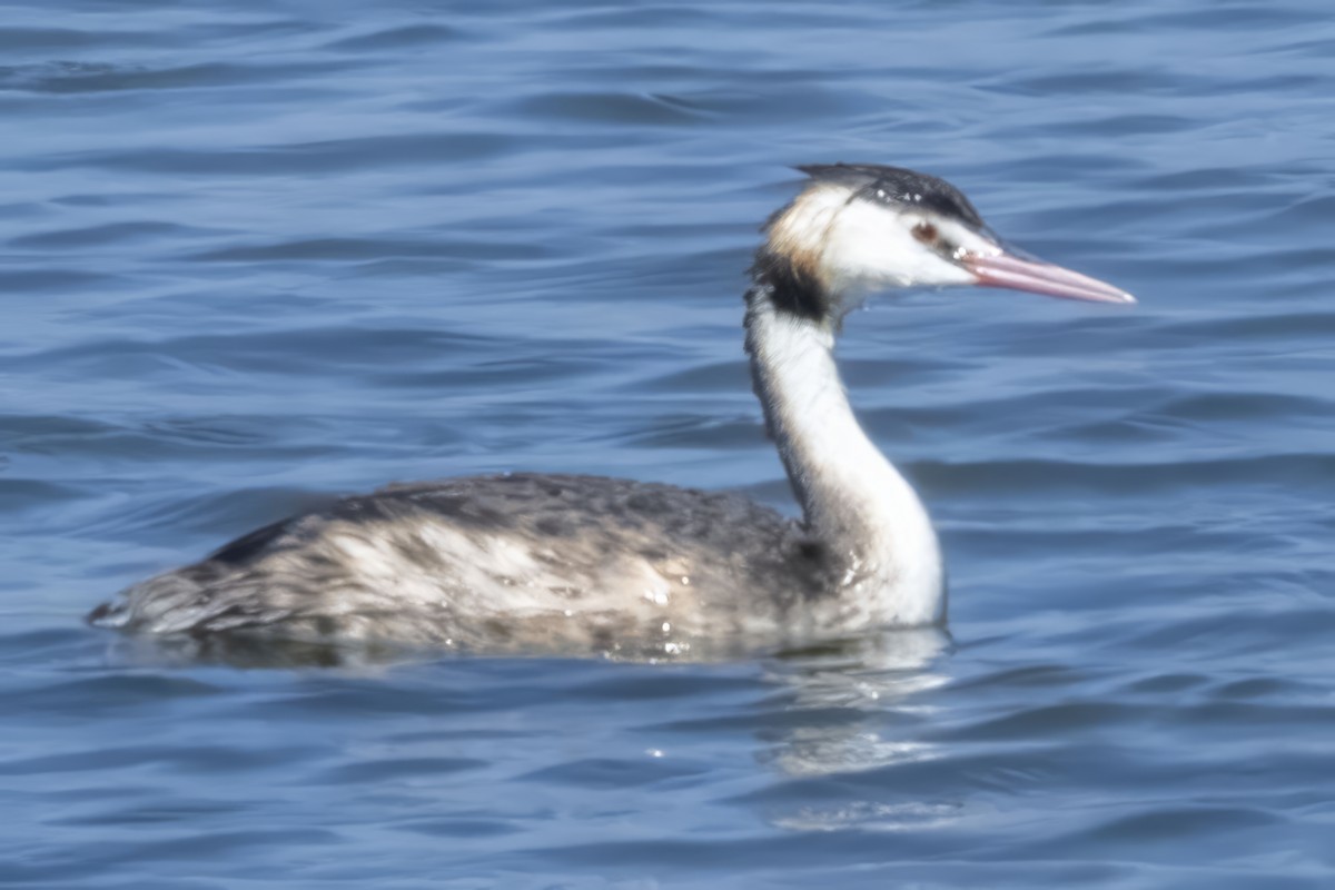 Great Crested Grebe - ML609897464