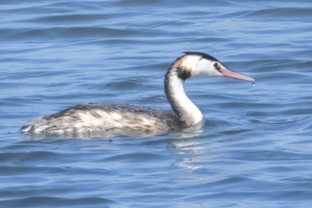 Great Crested Grebe - ML609897465