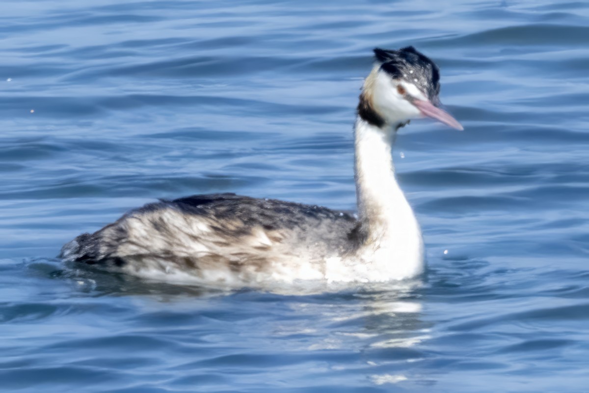 Great Crested Grebe - Caleb Myers