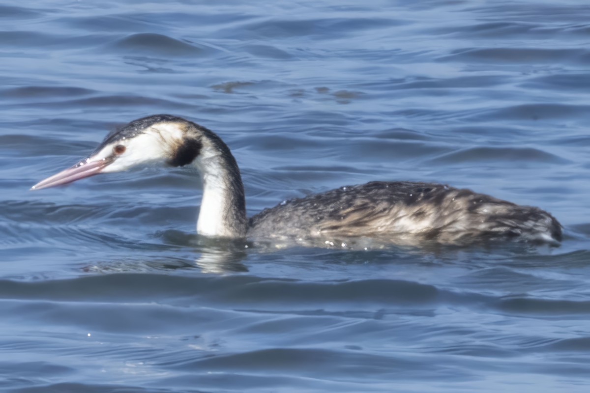 Great Crested Grebe - ML609897467
