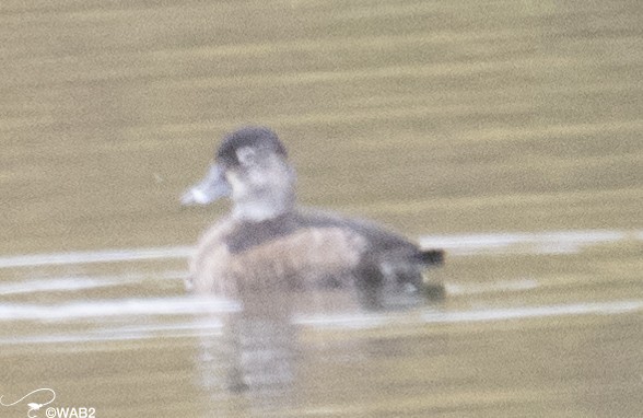 Ring-necked Duck - ML609897514