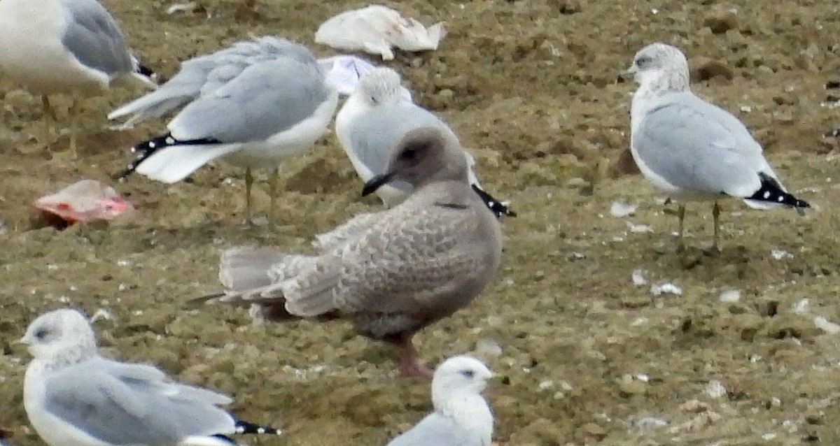 Iceland Gull (Thayer's) - ML609897529