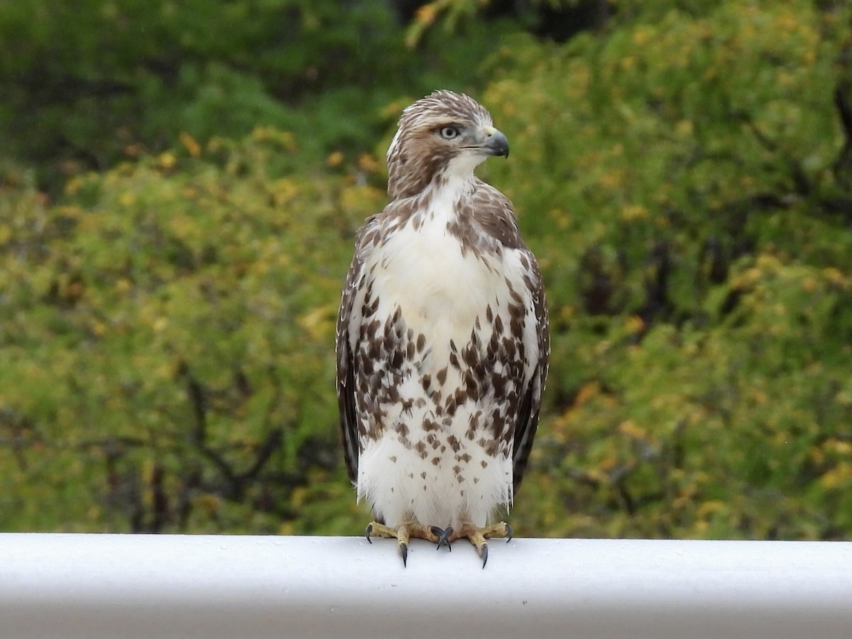 Red-tailed Hawk - ML609898322