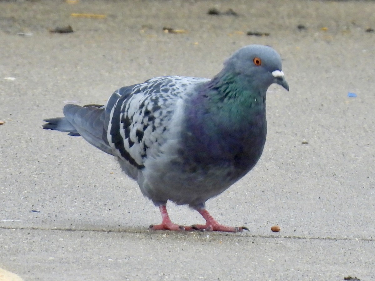Rock Pigeon (Feral Pigeon) - ML609898338