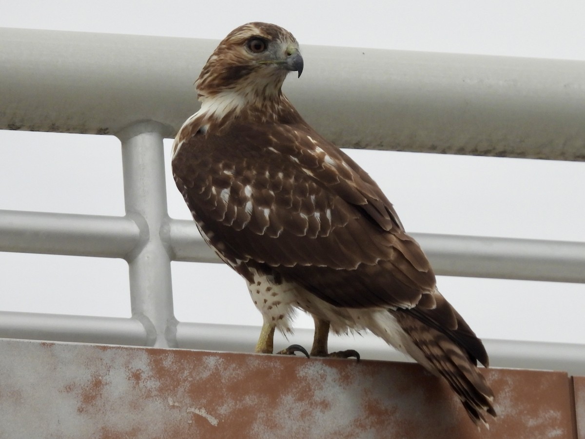 Red-tailed Hawk - ML609898384