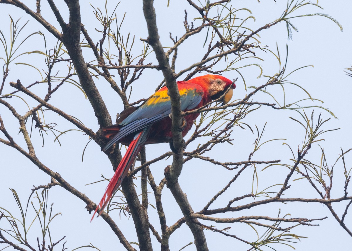 Scarlet Macaw - ML609898895