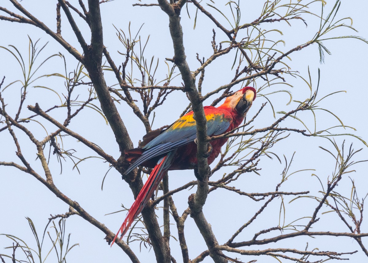 Scarlet Macaw - ML609898896