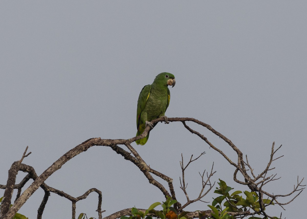 Kawall's Parrot - ML609898971
