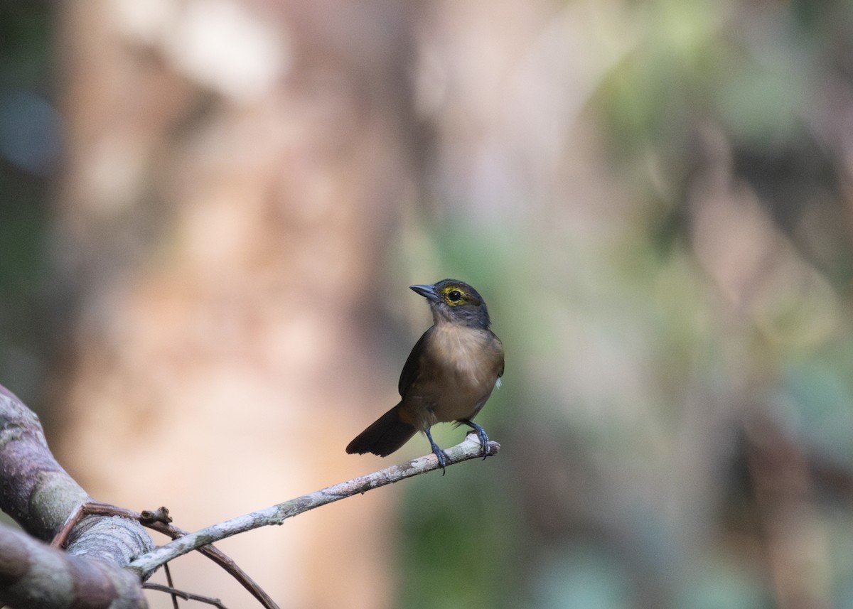 Fulvous-crested Tanager - ML609899007
