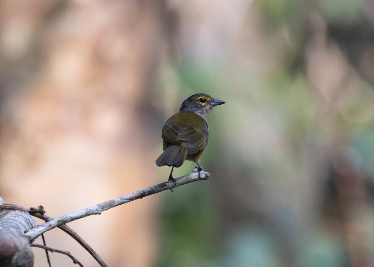 Fulvous-crested Tanager - ML609899008