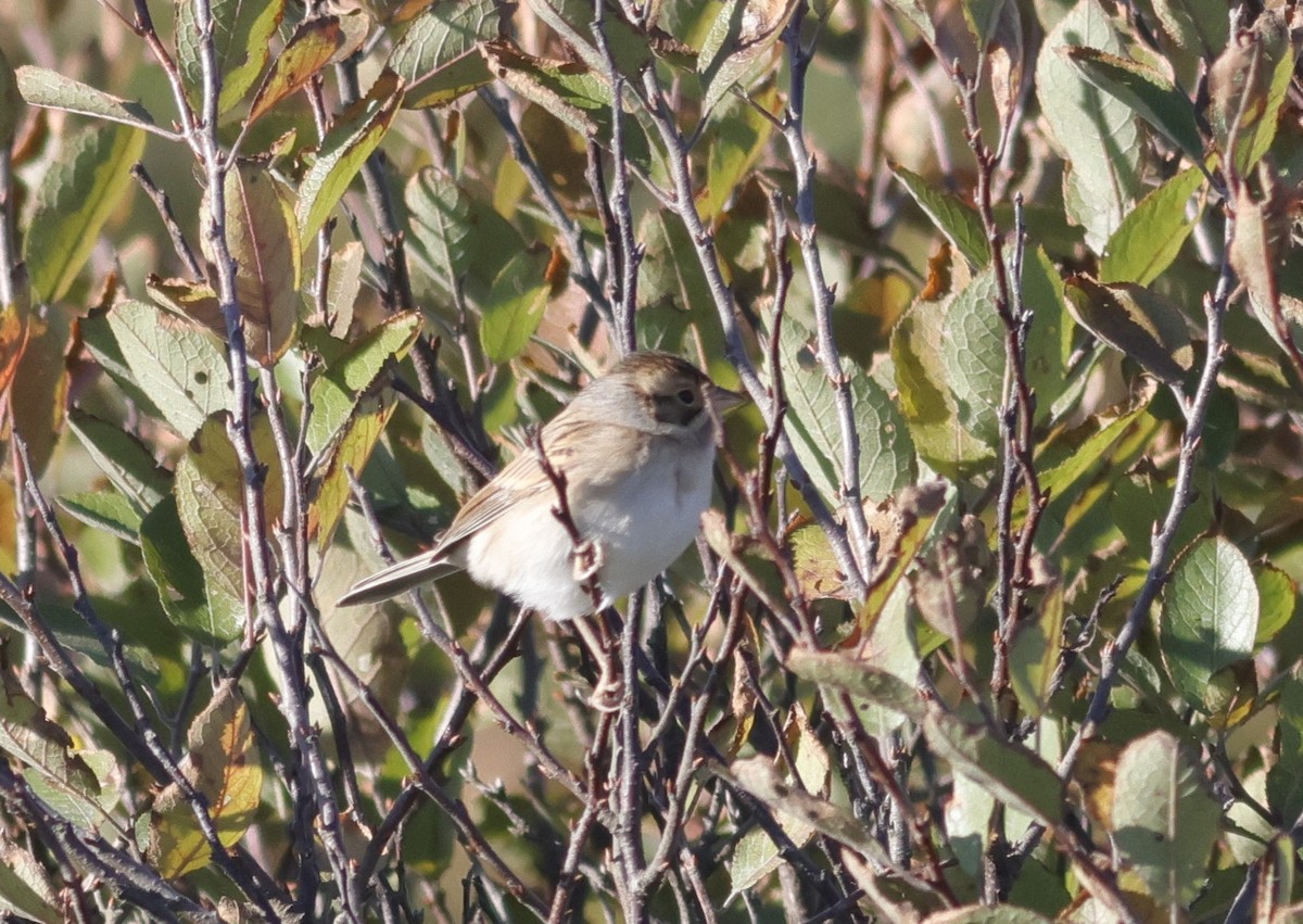 Clay-colored Sparrow - ML609899257