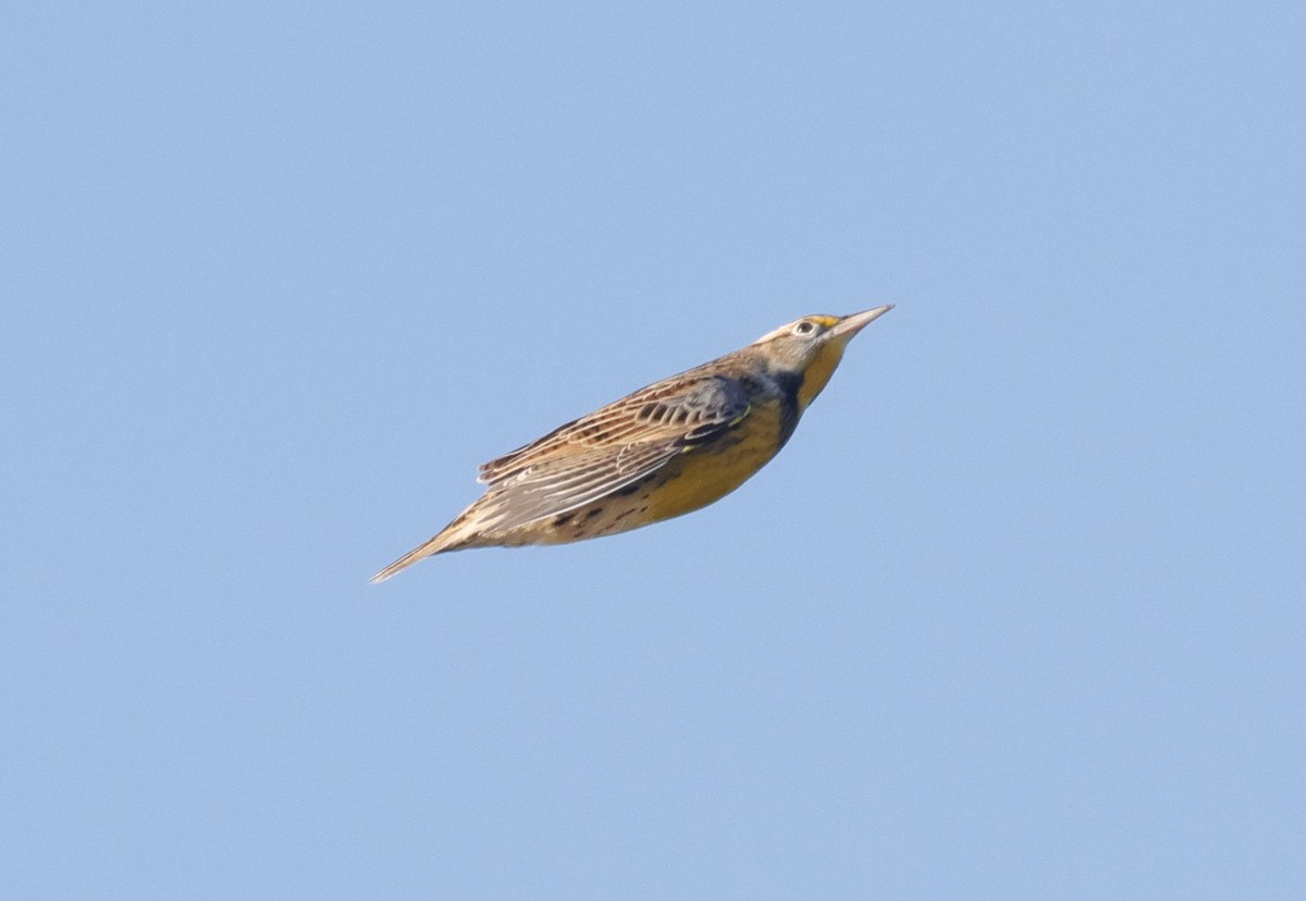 Eastern Meadowlark (Eastern) - ML609899268